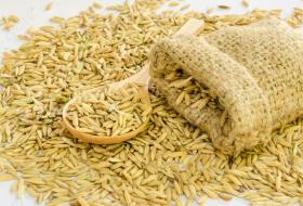 धान, गहुँ र तोरीको बीउ उत्पादनमा  किसानलाई सघाउँदै सहकारी