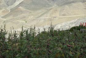 लोमान्थाङमा फल्‍न थाल्यो स्याउ