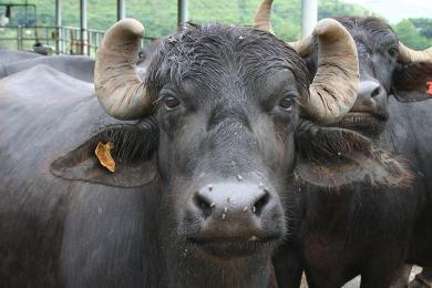 थोरै सङ्ख्यामा पशु पालेरै मासिक एक लाख बढी आम्दानी