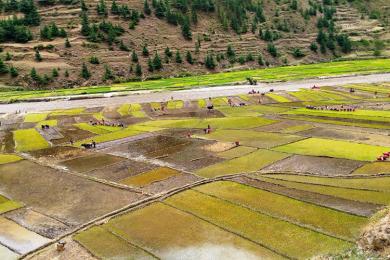 देशभर ६० प्रतिशत रोपाइँ सम्पन्न