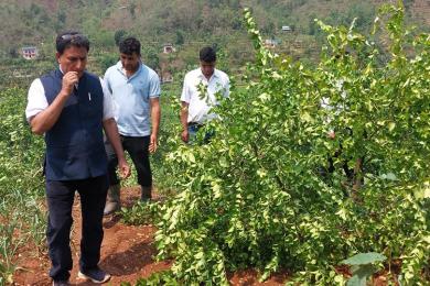 हावाहुरीले कागती खेती नष्ट