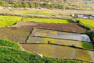 मार्सी धानको बीउ
