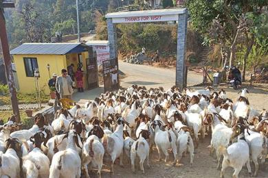 बोयर बोका र खरी जातको बाख्राको माग बढ्यो 