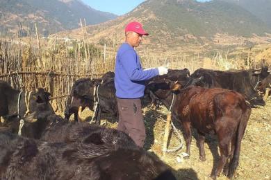 दुई लाख १६ हजार पशुलाई लगाइयो खोप 