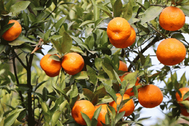 सङ्‍खुवासभामा सुन्तला उत्पादन बढ्यो, ३४ करोड बढीको कारोबार